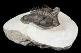 Top Quality Tower Eyed Erbenochile Trilobite #62933-1